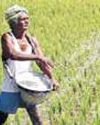 ‘India’s urea imports jump over two-fold to 7.17 MT in April-Nov’66
