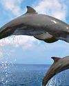 Thermal drones can track dolphin health without having to touch or disturb them51