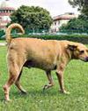 STRAY DOGS CASE SC refuses to go into allegation of harassment of women dog feeders39