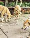 'Contempt of court': SC slams Maneka for criticism of orders on stray dogs 'Contempt of court': SC slams Maneka for criticism of orders on stray dogs28