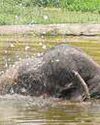 Zoo to get glass viewing panels, modern animal habitats8