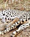Gamini's fourth cub takes India's cheetah count to 39; Eight more from Botswana to reach Kuno today45