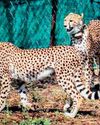 About nine cheetahs from Botswana released at Kuno, India's tally rises to 4831