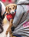 NEW SPCA FRAMEWORK TO REPLACE DSPCA Govt to decentralise animal welfare with district SPCAs28