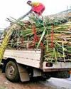 Centre overhauls six-decade old Sugarcane Control Order62