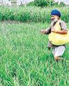 Fertiliser subsidy likely to cross ₹3 lakh crore in FY27: Official Fertiliser subsidy likely to cross ₹3 lakh crore in FY27: Official63