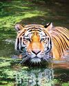 Saving Big Cats Across Borders Saving Big Cats Across Borders37