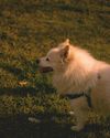 Breed Feature Indian Spitz