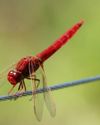 Navigating a tightrope3