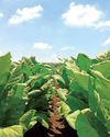 Wilting laborers, sprouting smugglers: The crisis in the Philippine tobacco industry Wilting laborers, sprouting smugglers: The crisis in the Philippine tobacco industry