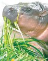 Celebrity hippo in Thailand turns 119