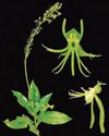 New orchid species 'Habenaria diwata' discovered in Mt. Malinao forest2