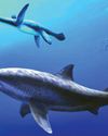 Monstrous shark ruled ancient Australian seas before megalodon Monstrous shark ruled ancient Australian seas before megalodon6