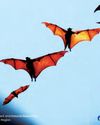 Giant fruit bat colonies sighted in Apayao7