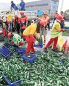 Helper dies in trailer trucks’ collision in Pasig Helper dies in trailer trucks’ collision in Pasig13