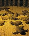 79 endangered green sea turtles hatch in Bohol23