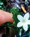 Rare flowering plant found anew in Mt Apo after 122 years Rare flowering plant found anew in Mt Apo after 122 years9