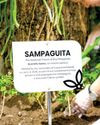How rooted heritage and planting sampaguita keep local culture alive How rooted heritage and planting sampaguita keep local culture alive40