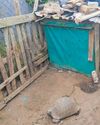 Leopard tortoises saved from certain death