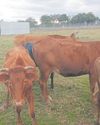 11 cattle stolen from SPCA pound1