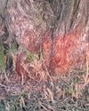 Death by a 1 000 cuts: Weed-eater damage threatens our urban forest11