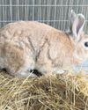 Garden Route SPCA takes in over 400 rabbits42