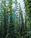 Unieke klimaat, unieke hops, unieke bier10