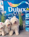 Dulux Dogs to spread colour across Garden Route24