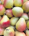 Promising apple and pear season20