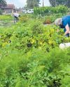 Food garden workshops for all20