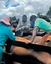 High court allows private FMD vaccines6