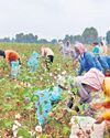 Hike in cotton seed price upsets ryots Hike in cotton seed price upsets ryots