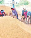 Price slump shocks paddy ryots in TG Price slump shocks paddy ryots in TG