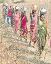 Tribal women bear brunt of water crisis Tribal women bear brunt of water crisis