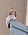 Eagle snatches away hall ticket from PSC aspirant Eagle snatches away hall ticket from PSC aspirant