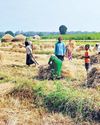 Falling paddy prices leave ryots in distress