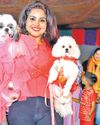 Over 40 dog breeds take part in pet fashion show