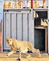 South African cheetahs released into MP sanctuary