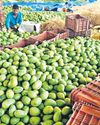 Jagtial’s famed mango market lies desolate with scant fruit arrivals Jagtial’s famed mango market lies desolate with scant fruit arrivals