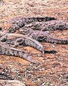 Crocs are crawling back