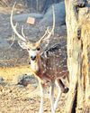 Deccan Woods & Trails unveils eco tours for nature lovers6