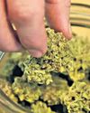 Hydro ganja keeps city cops on toes Hydro ganja keeps city cops on toes