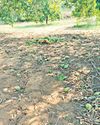 Heavy rains play havoc with Rabi farmers Heavy rains play havoc with Rabi farmers