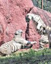 Hyd zoo to take visitors closer to tigers Hyd zoo to take visitors closer to tigers
