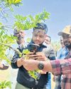 GI tag for Balanagar custard apple sought GI tag for Balanagar custard apple sought