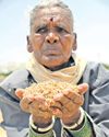 CM focusing on Miss World while farmers suffer: Harish CM focusing on Miss World while farmers suffer: Harish