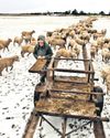 New Zealand has more sheep than people New Zealand has more sheep than people