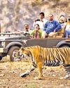 Poaching of tigers goes on unabated in Adilabad Poaching of tigers goes on unabated in Adilabad