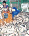 India's seafood exports surge in April India's seafood exports surge in April