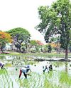Over 4 lakh farmers await paddy bonus33